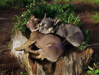 Deux bouledogues français exotiques
