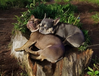 Deux bouledogues français exotiques