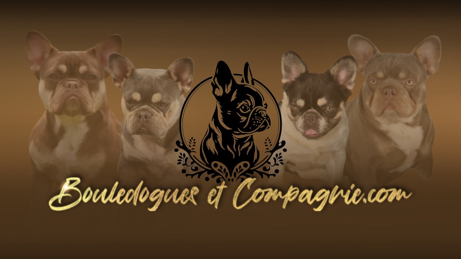 Bouledogues & Compagnie élevage de chiens bouledogue français