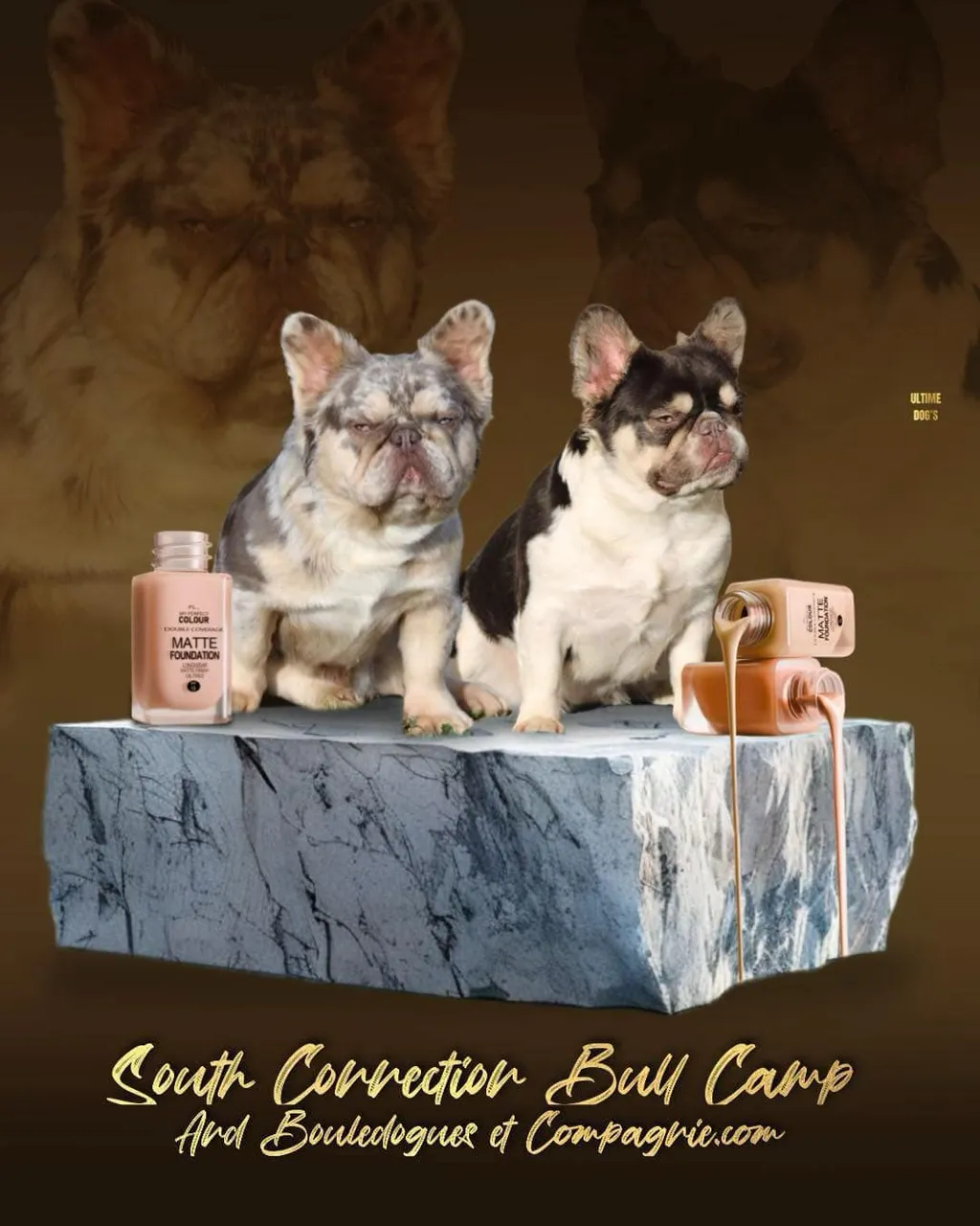 Deux bouledogues français de couleur Lilas Merle Tan Fluffy et Cocoa Tan Caille