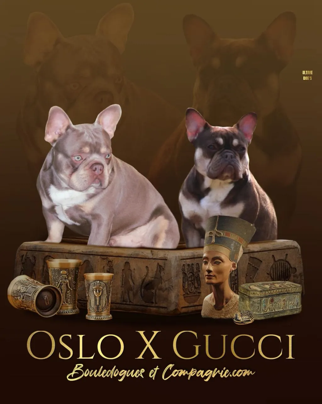 Deux bouledogues français exotiques de couleur Isabella Tan Newshade et Rojo Tan