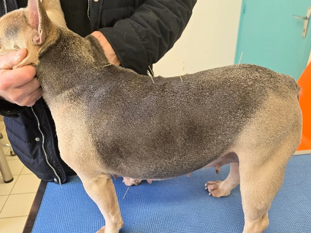 Bouledogue français de couleur bleu fawn chez le vétérinaire ostéopathe pour se faire faire de l'acuponcture.